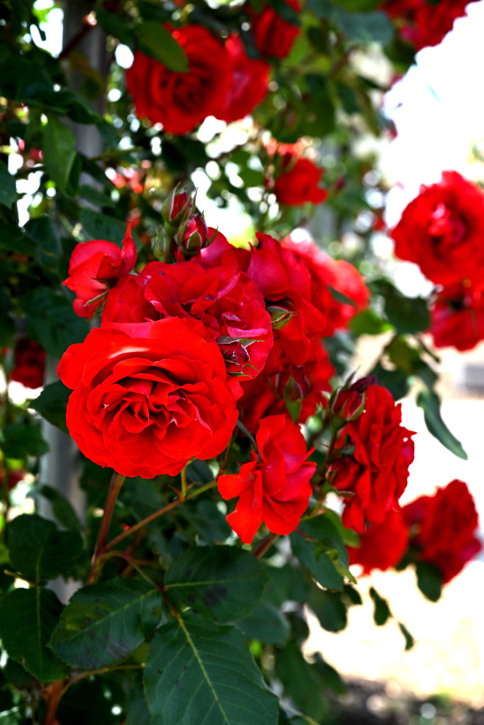 深紅の薔薇