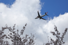空とヒコーキと桜と