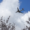 空とヒコーキと桜と