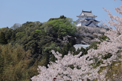 桜と城