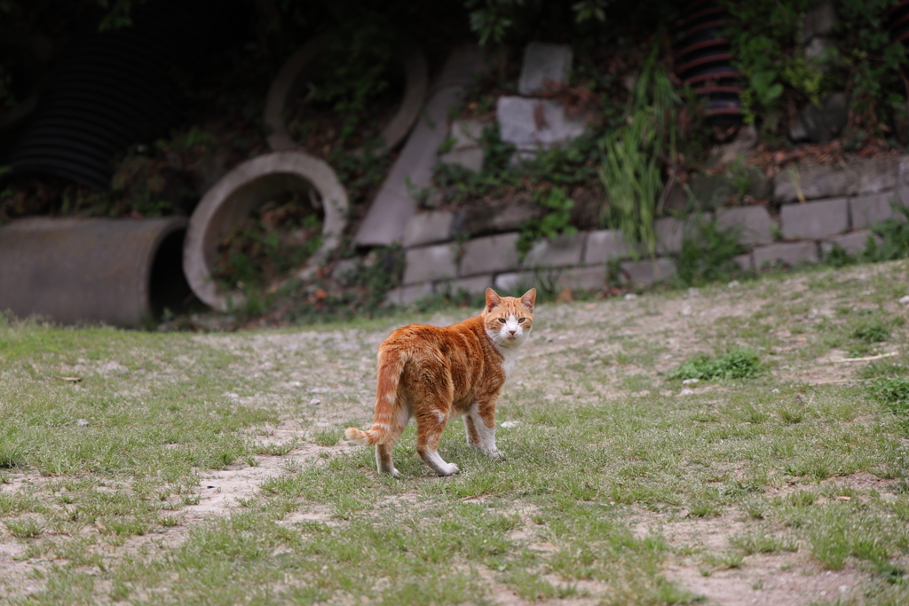 猫ワールド