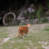 猫ワールド
