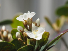 小さな白い花