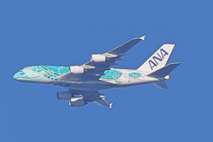 フライングホヌ