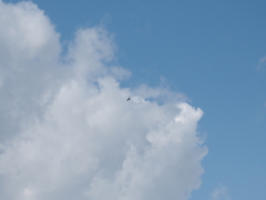鳶と空