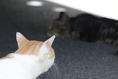 涼しいかい