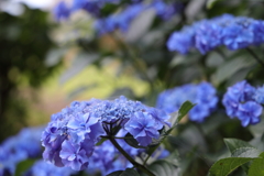 紫陽花めぐり