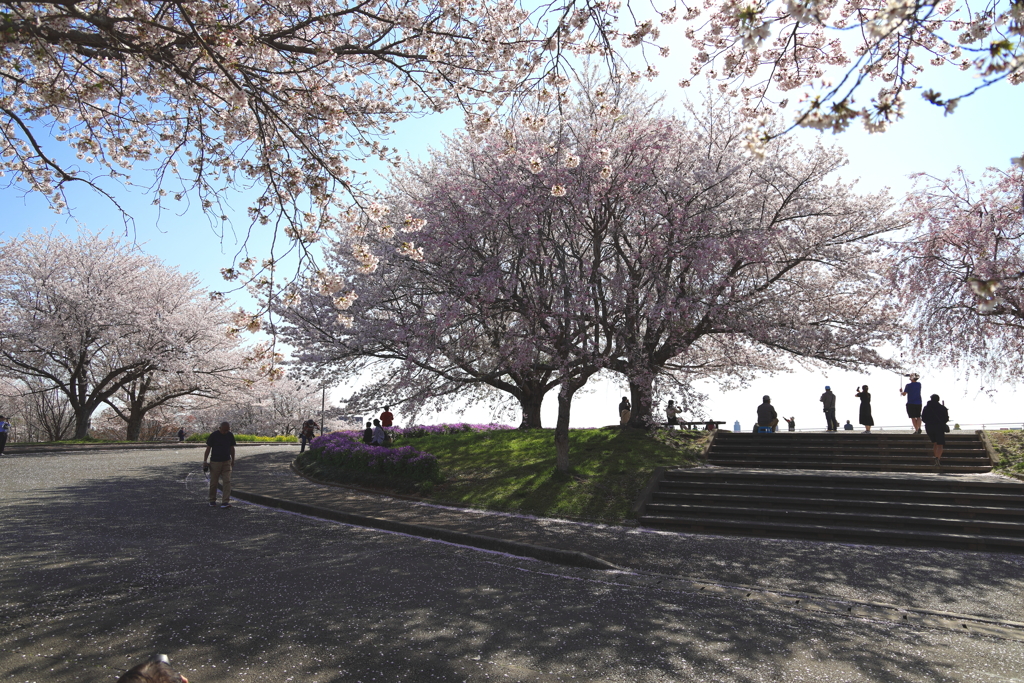 満開の桜たち