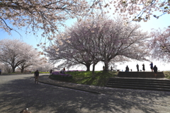 満開の桜たち