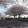 満開の桜たち