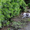狙いすます