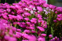 ピンク色の花