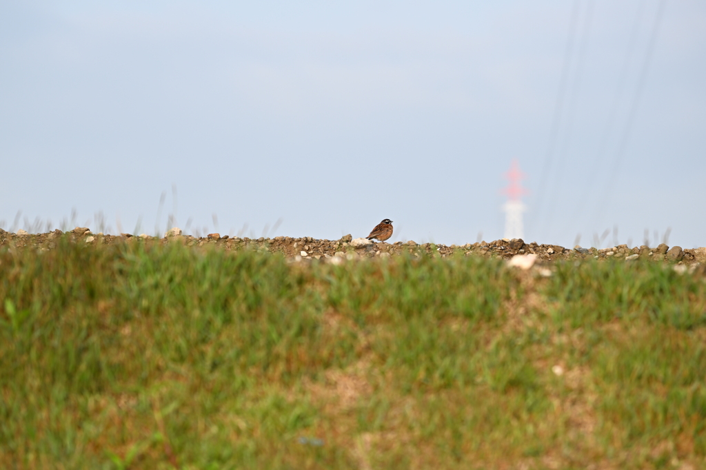 ふっくらしてます