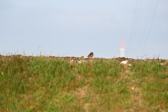 ふっくらしてます