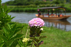 紫陽花と観光船