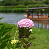 紫陽花と観光船