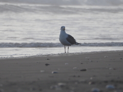 海岸のカモメ