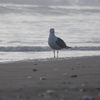 海岸のカモメ