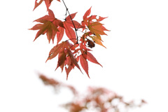 もう紅葉