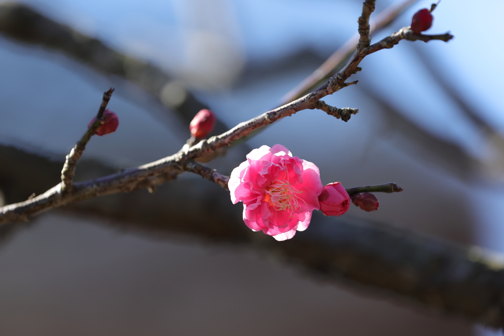 紅一点