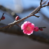 紅一点