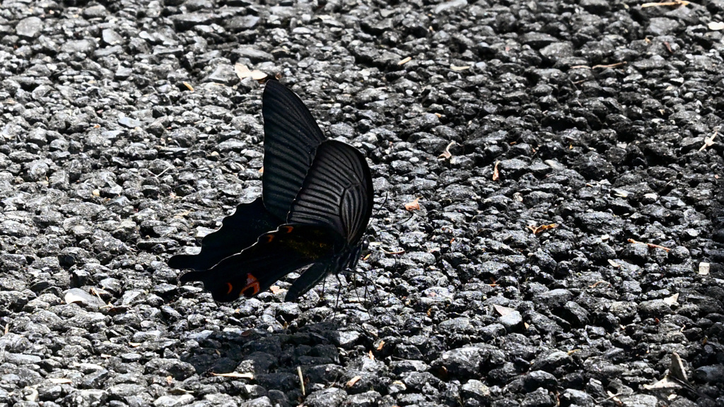 黒アゲハも水分補給