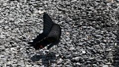 黒アゲハも水分補給