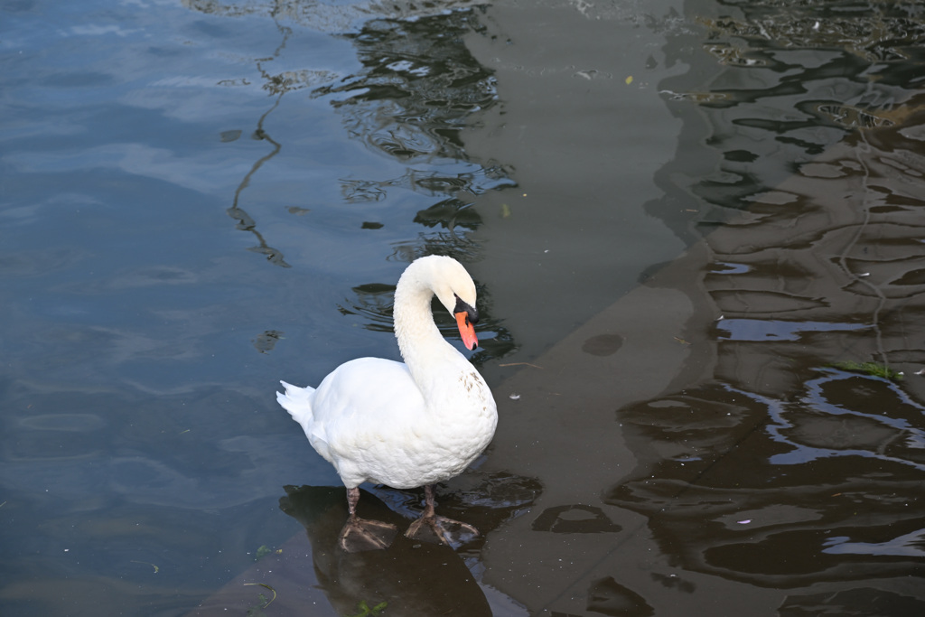 白鳥の足