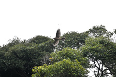 幼鳥飛び回る
