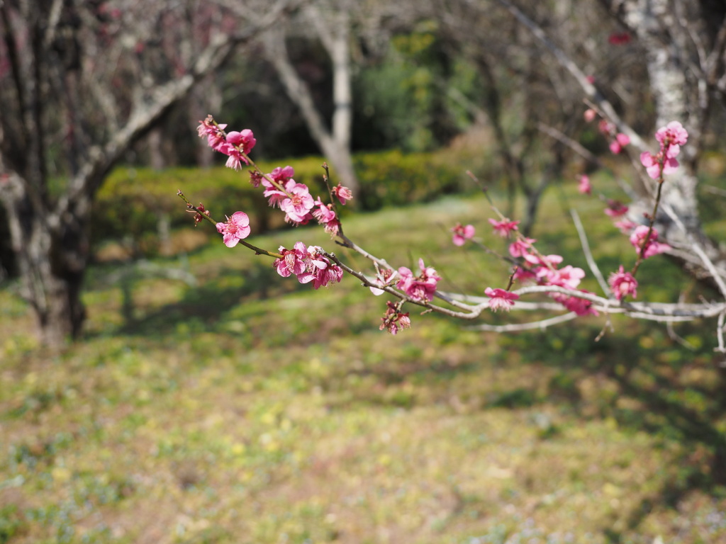 梅の花