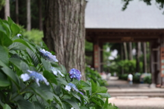 お寺と紫陽花