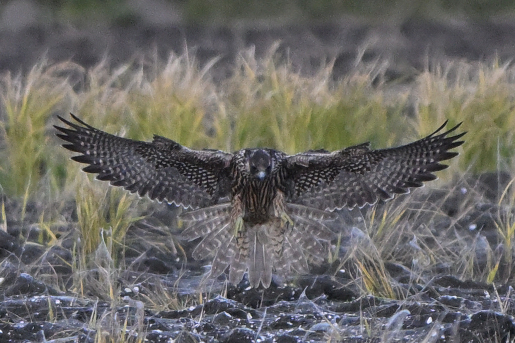 ハヤブサ降臨