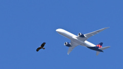 トビと飛行機