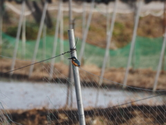 やっと出会えた