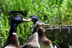 斜め上を見てる