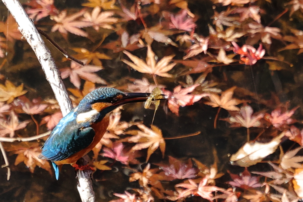 紅葉漂う翡翠