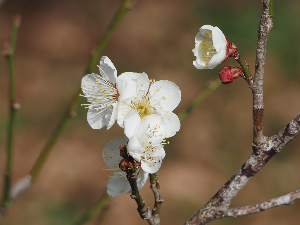 梅の花
