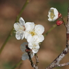 梅の花