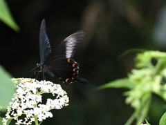 白い花と黒アゲハ