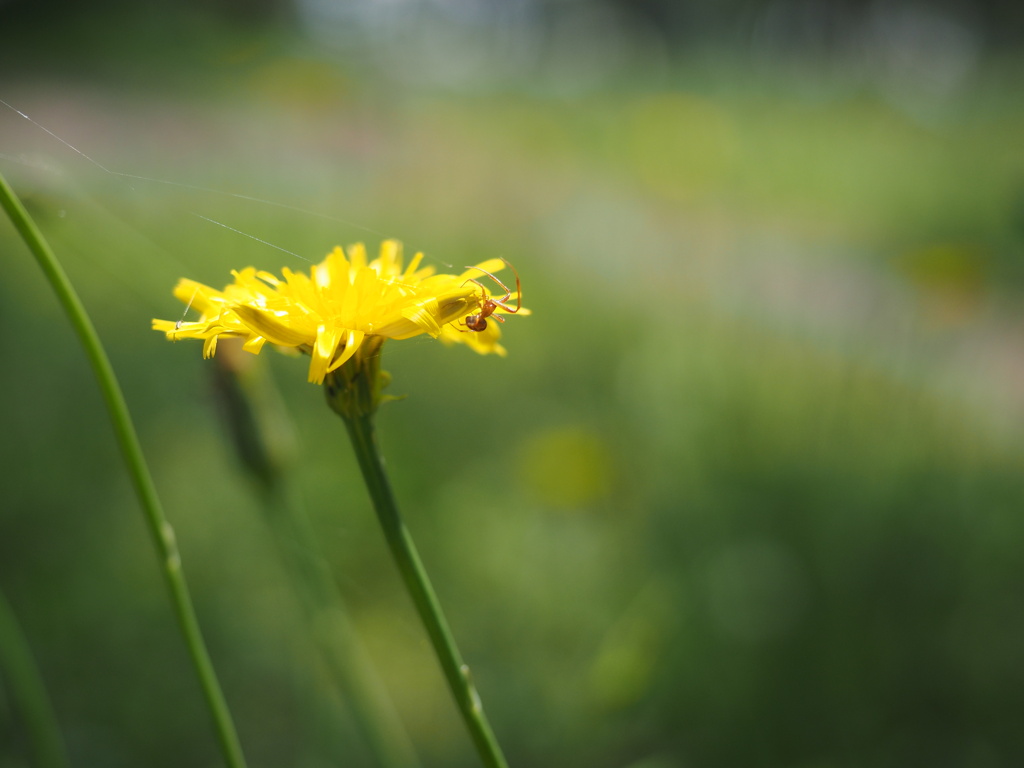 小さなハンター