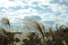 冬の空