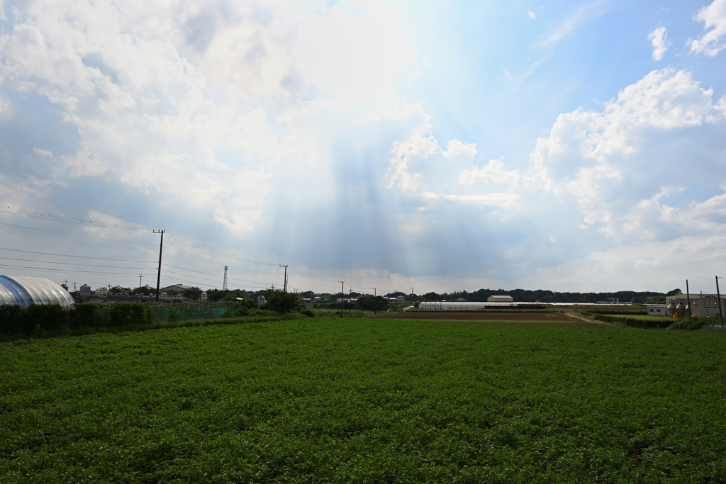 夏の日差し