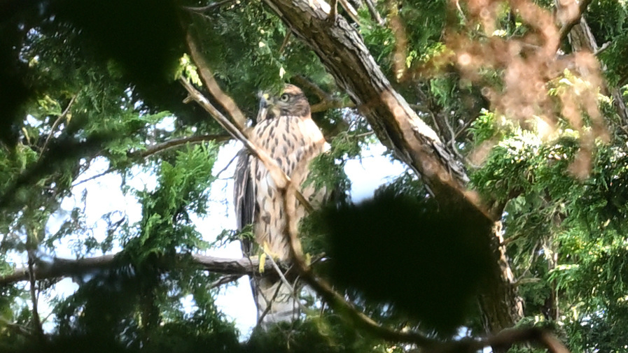 オオタカ（若）②