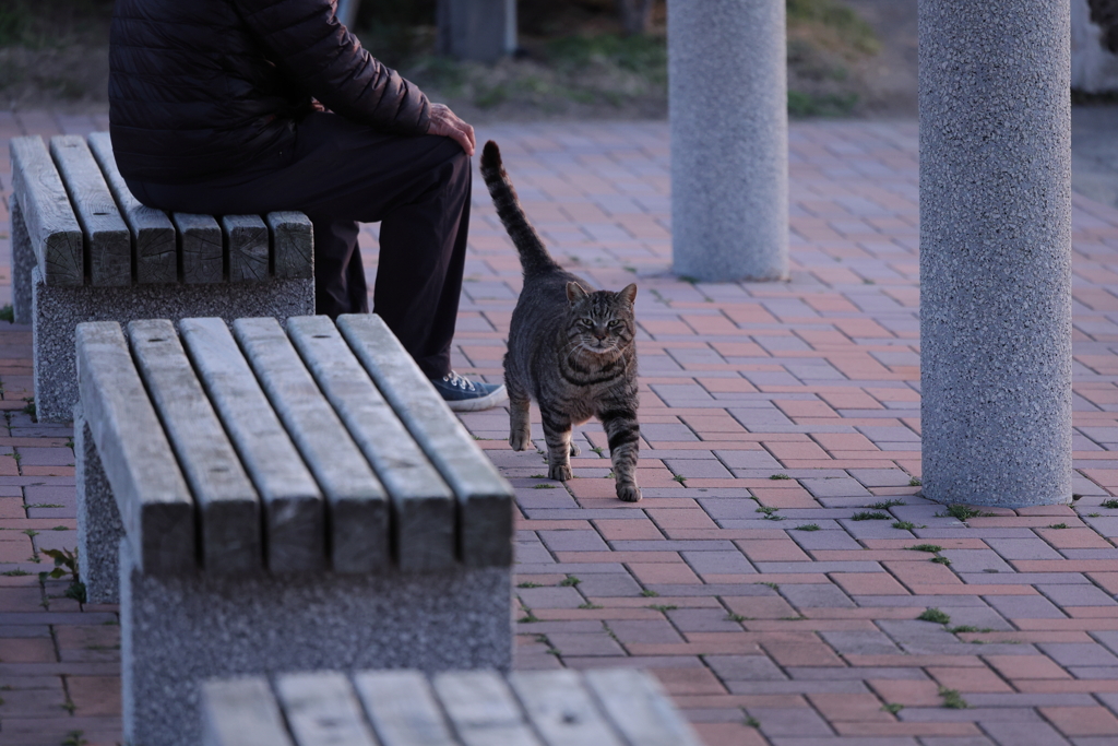 にゃんこ戯