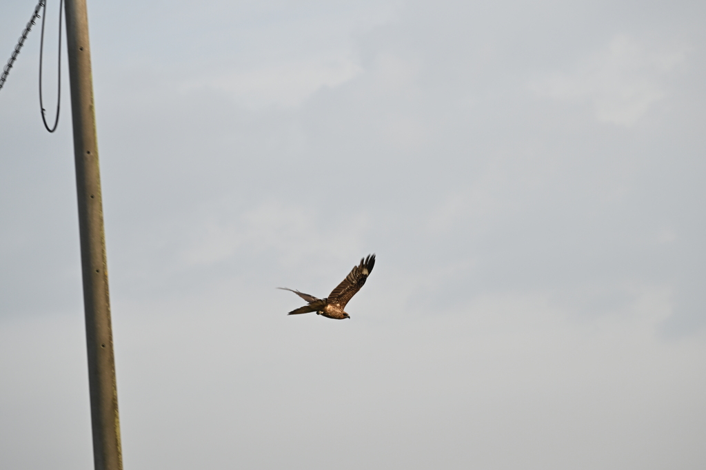 トビ、飛び立つ