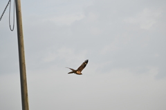 トビ、飛び立つ