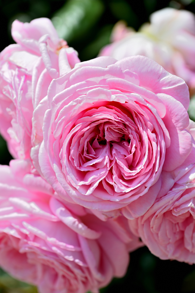 ピンクの薔薇