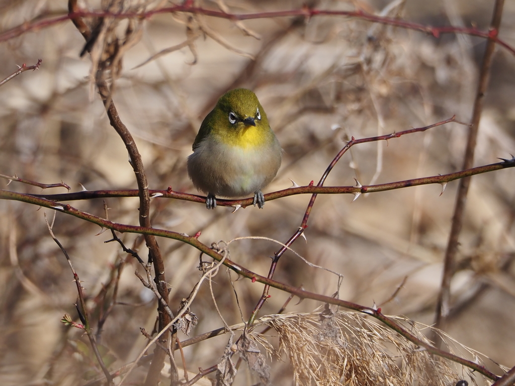 ようやく会えた