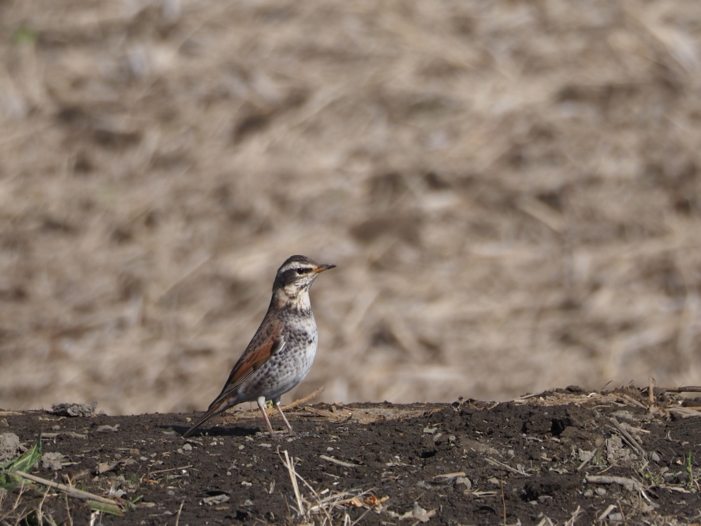 背伸びしてます