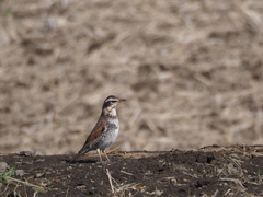 背伸びしてます